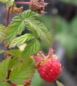 Rubus species.