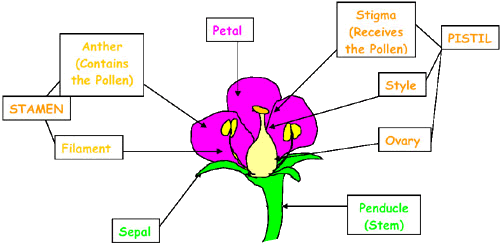 diagram showing the parts of a flower