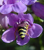 yellow jacket entering a flower.