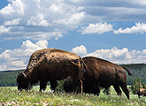 Bison grazing in Yellowstone National Park, Wyoming