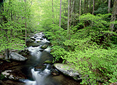 creek flowing through forest