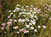 Blooming flowers in prairie grass 