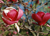 photo of magnolia tree in bloom 