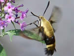 Snowberry clearwing (Hemaris diffinis).