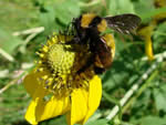 Sonoran Bumblebee (Bombus sonorus).