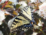 Eastern Tiger Swallowtail (Papilio glaucus).