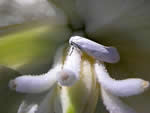 Yucca moth.