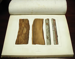 Plate from "Quinologie", Paris, 1854, showing bark of Quinquina calisaya (from Bolivia)