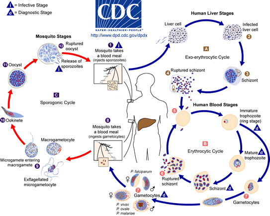 An image depicting the Life Cycle of the Malaria Parasite
