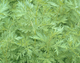 Picture of a sweet wormwood plant (Artemisia annua)