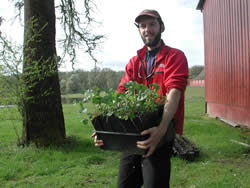 man carrying a container of Nelson's checkermallow seedlings.