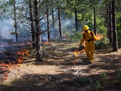man dressed in yellow firefighting clothing and equipment uses a drip torch to light an undeburn in a young forest.