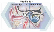 Diagram of the ear