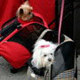 Photo: Dog in rolling suitcase