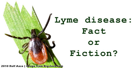 Image: tick, Lyme disease: Fact or Fiction