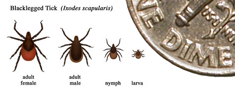 ticks at different life stages
