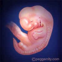 diagram of a fetus at 8 weeks