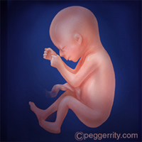 diagram of a fetus at 20 weeks
