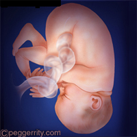 diagram of a fetus at Weeks 37-40