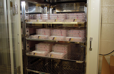 Cell plates in an incubator