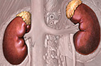 Kidneys and adrenal glands in cartoon illustration