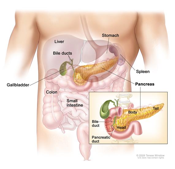 Anatomy of the pancreas; drawing shows the pancreas, stomach, spleen, liver, gallbladder, bile ducts, colon, and small intestine. An inset shows the head, body, and tail of the pancreas. The bile duct and pancreatic duct are also shown.