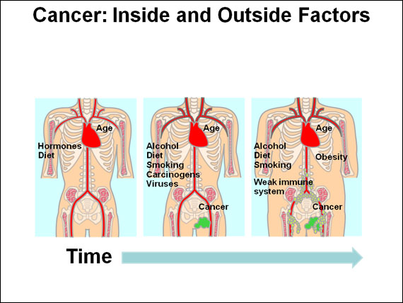 Cancer: Inside and Outside Factors
