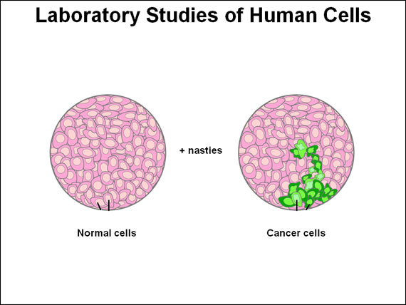 Laboratory Studies of Human Cells