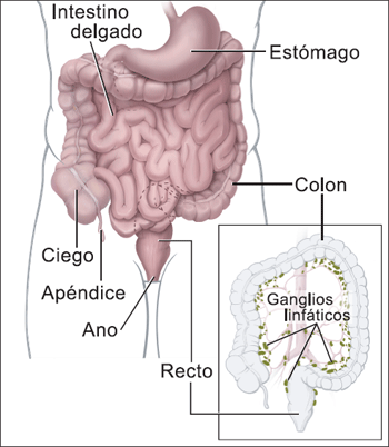 Esta ilustración muestra el colon y el recto.