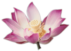 lotus flower