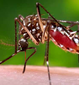 Photograph of a mosquito