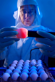 Lab worker testing an egg