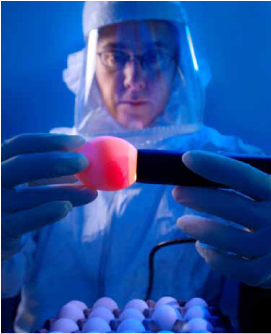 Photograph of a lab worker in a hazmet suit testing chicken eggs.