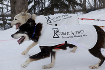 Race dogs with shirts promoting immunization