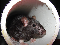 rat inside PVC piping