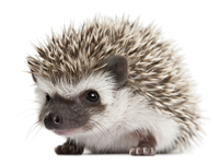 Photo: Hedgehog in grass