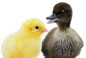 Image of baby chick and duckling
