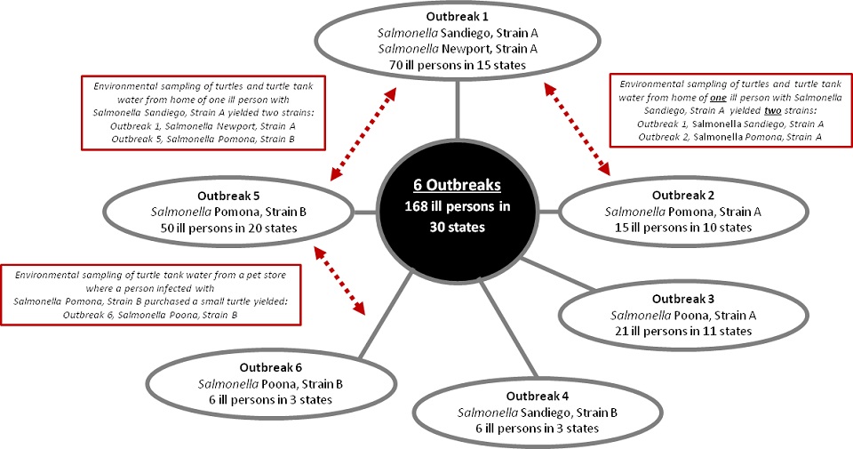 
Totals for 6 Outbreaks: 168 ill persons in 30 States.
Specifics for Outbreak 1, Salmonella Sandiego, Strain A, 70 ill persons in 15 states.
Specifics for Outbreak 2, Salmonella Pomona, Strain A, 15 ill persons in 10 states.
Specifics for Outbreak 3, Salmonella Poona, Strain A, 21 ill persons in 11 states.
Specifics for Outbreak 4, Salmonella Sandiego, Strain B, 6 ill persons in 3 states.
Specifics for Outbreak 5, Salmonella Pomona, Strain B, 50 ill persons in 20 states.
Specifics for Outbreak 6, Salmonella Poona, Strain B, 6 ill persons in 3 states.
Outbreak 1 and Outbreak 2 are connected through environmental sampling: Environmental sampling of turtles and turtle tank water from the home of one ill person with Salmonella Sandiego, Strain A yielded two strains: Outbreak 1, Salmonella Sandiego, Strain A, Outbreak 2, Salmonella Pomona, Strain A
Outbreak 1 and Outbreak 5 are connected through environmental sampling: Environmental sampling of turtles and turtle tank water from the home of one ill person with Salmonella Sandiego, Strain A yielded one strain: Outbreak 1, Salmonella Newport, Strain A, Outbreak 5, Salmonella Pomona, Strain B
Outbreak 5 and Outbreak 6 are connected through environmental sampling: Environmental sampling of turtle tank water from a pet store where a person infected with Salmonella Pomona, Strain B purchased a small turtle yielded: Outbreak 6, Salmonella Poona, Strain B