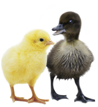 Photo: Chick and Duckling