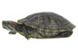 image of a side profile of a turtle