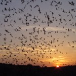 Photo of the mass exodus of Brazilian (aka Mexican) free-tail bats from Carlsbad Caverns