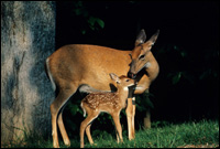 Photo: A doe and fawn.