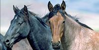 Photo of Two Wild Horses
