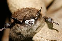 Photo of Little Brown Bat with White-Nose Syndrome