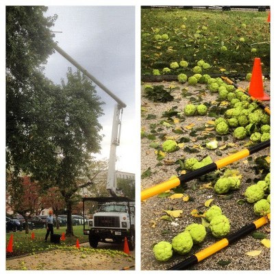 Photo: Capitol harvest. AOC arborists collect large Osage-orange fruit. Tree named for Osage Nation who used it for bows.
  http://instagr.am/p/QXRg5WmNzV/