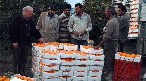 Dr. Daniel Hillel inspecting fruit picked from drip-irrigated citrus trees in the Kingdom of Jordan, where he helped develop the irrigation system. [Photo Courtesy of the World Food Prize]