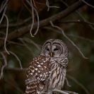 Photo: USGS scientists are perched and ready to discuss owl biology at The Wildlife Society's 2012 Conference, such as that of spotted owls and this barred owl. Search for "owl" in the USGS talks schedule here: http://bit.ly/usgstws2012pdf and learn more about the conference here: http://www.usgs.gov/blogs/features/usgs_science_pick/usgs-and-wildlife-research-looking-forward/ (Credit: USFWS)