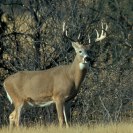 Photo: Say the word "wildlife" and the image of a deer pops into many people's minds. USGS scientists at The Wildlife Society 2012 Conference will discuss important issues surrounding deer biology, such as chronic wasting disease and buck survival. Search for "deer" in the USGS talks schedule here: http://bit.ly/usgstws2012pdf and learn more about the conference here: http://www.usgs.gov/blogs/features/usgs_science_pick/usgs-and-wildlife-research-looking-forward/ (Credit: National Park Service)