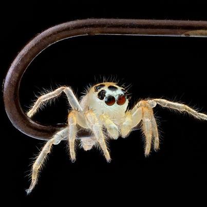 Photo: Our USGS Bee Inventory and Monitoring Laboratory (BIML) was selected as a winner in the Encyclopedia of Life's "Life is White" Flickr contest (winning entry above). 

Take a look at all the other amazing macrophotography at the BIML Flickr page: http://www.flickr.com/photos/usgsbiml/