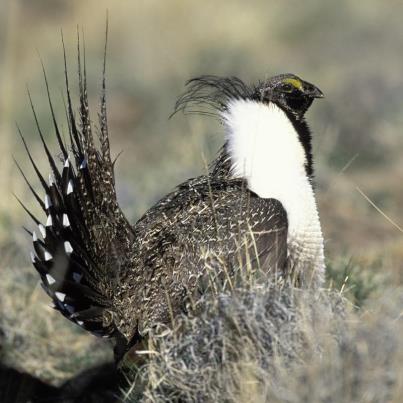 Photo: USGS scientists will participate in The Wildlife Society's TWS Annual Conference Portland, Oregon, from today to Wednesday, to present research on a wide variety of wildlife species, including the greater sage-grouse pictured here. Learn more here(http://www.usgs.gov/blogs/features/usgs_science_pick/usgs-and-wildlife-research-looking-forward/) about the work of the USGS Ecosystems Mission and find a schedule of all USGS talks at #TWS2012. And if you are attending the conference, stop by the USGS career fair booth!